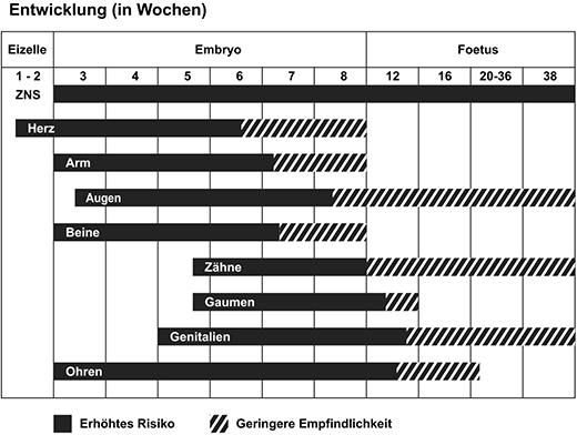 entwicklung in wochen d